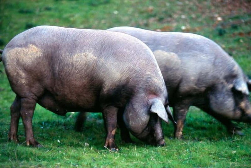 Iberian Ham Route and Tasting in the Sierra de Aracena - Final Thoughts