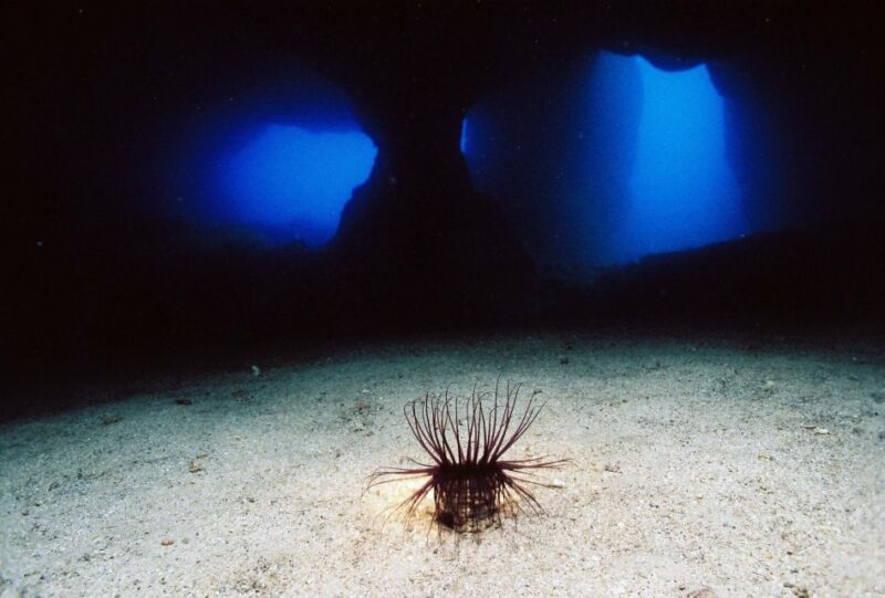 Ibiza: 3.5-Day PADI Open Water Dive Course - Ibiza: 3.5-Day PADI Open Water Dive Course