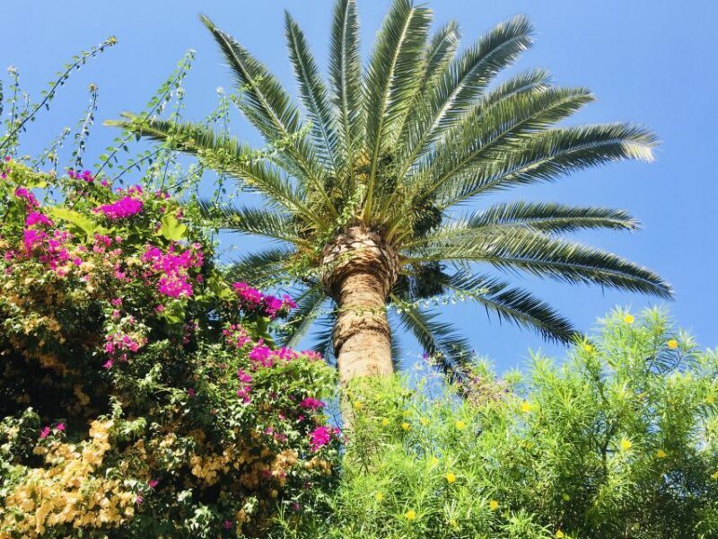 Ibiza: Old Town Guided Walking Tour - Who Would Love This Tour?