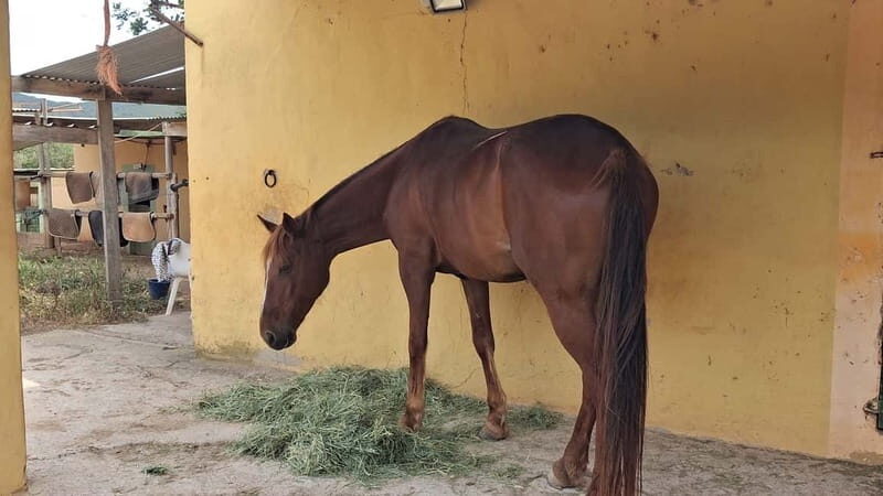 Ibiza: Private Horseback Ride + Picnic + Transport - The Sum Up: Who Should Try This?