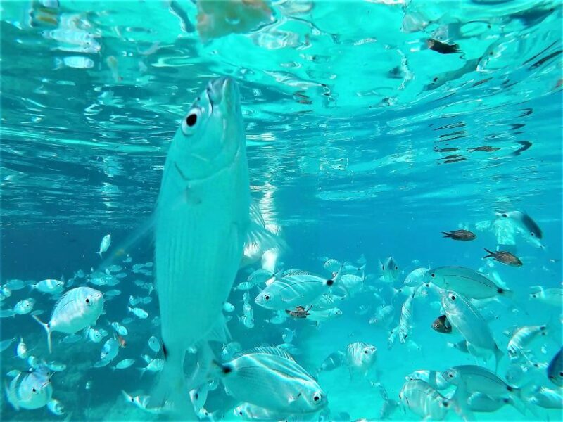 Ibiza: Snorkeling and SUP Paddle, Beach and Cave Tour - FAQ