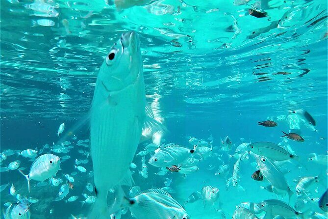 Ibiza Snorkeling Beach and Cave Cruise Tour - FAQs About the Ibiza Snorkeling Beach and Cave Cruise