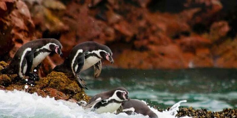 Ica: Ballestas Islands and Paracas National Reserve Day Trip - A Detailed Review of the Ica: Ballestas Islands and Paracas National Reserve Day Trip