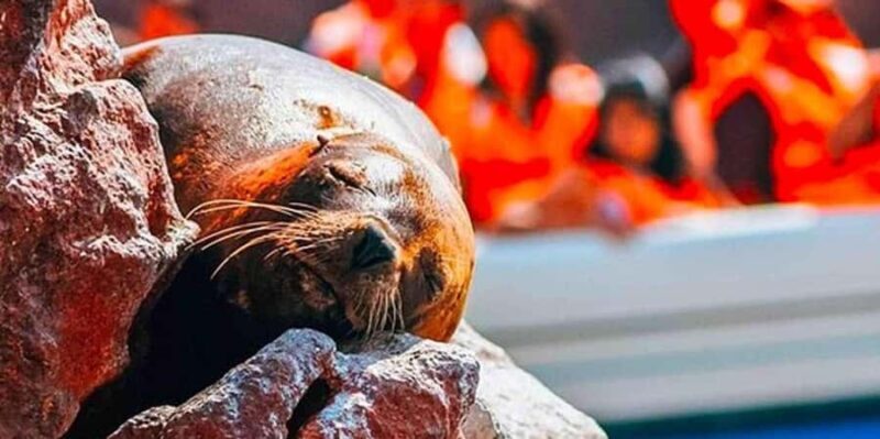 Ica: Ballestas Islands and Paracas National Reserve Day Trip - FAQs