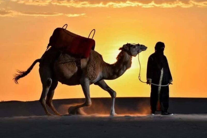 Ica: Dromedaries | swimming pool, games, mini-farm | - A Detailed Look at the Ica Dromedary Tour