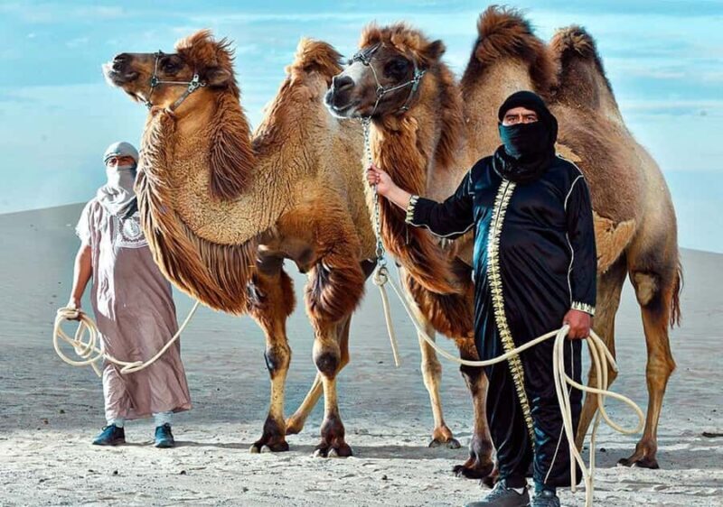 Ica: Dromedaries | swimming pool, games, mini-farm | - Is This Tour Worth It?