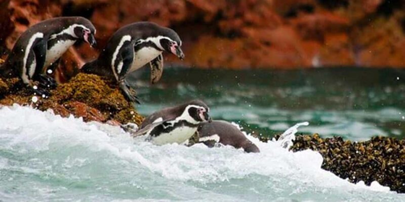 Ica & Huacachina + Ballestas Islands Day Trip - Key Points