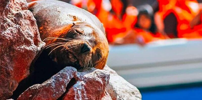 Ica & Huacachina + Ballestas Islands Day Trip - An In-Depth Look at the Tour Experience