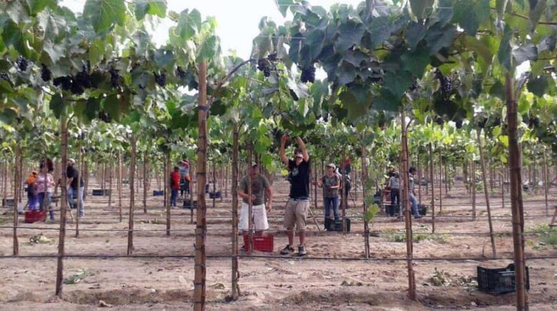 Ica: Huacachina Sandboarding and Sunset Tour with Dinner - FAQ