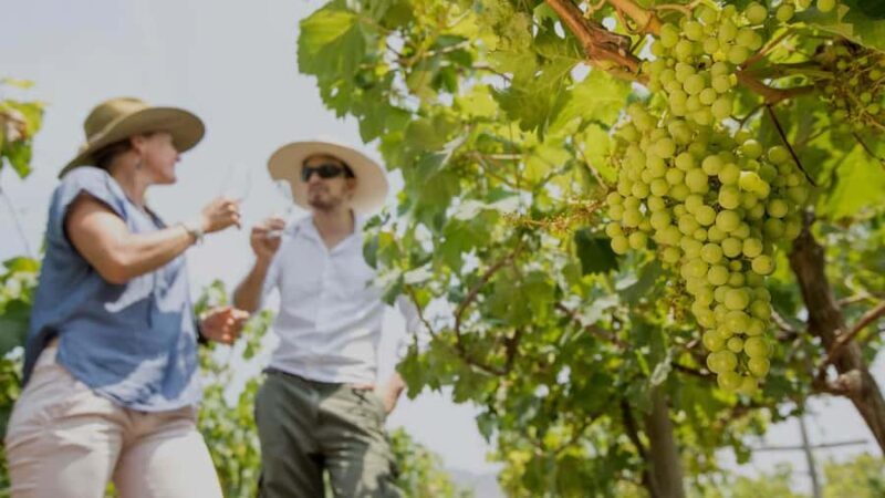 Ica: Pisco and wine tour - A Closer Look at the Ica Pisco and Wine Tour