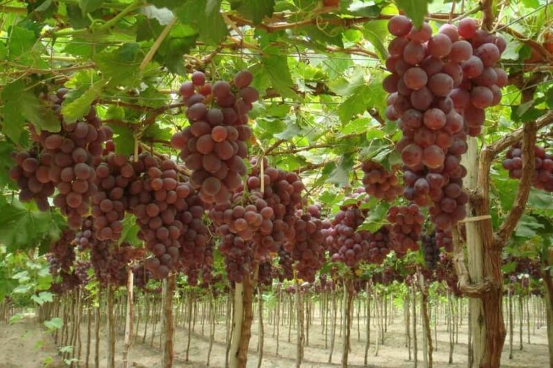 Ica: Pisco Route | Tacama, Arrabal, Bodega Lovera | - Why This Tour Offers Good Value