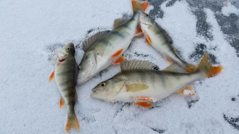 Ice-Fishing by Foot on Lake Ylläsjärvi - A practical and fun Arctic adventure: Ice-Fishing by Foot on Lake Ylläsjärvi