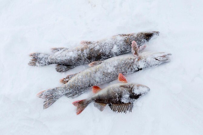 Ice Fishing by Snowmobile from Rovaniemi - Final Thoughts