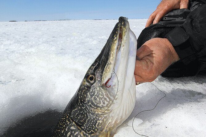 Ice Fishing Tour from Fairbanks - Key Points