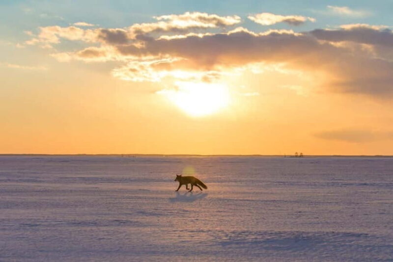 Ice Horizon Walk: Frozen Sea Adventure of Notsuke Peninsula - Key Points