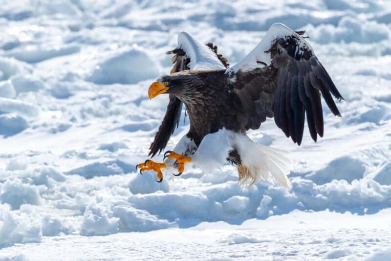 Icebreaker GARINKO GO III Cruise Explore Ice and Snow Tour - What Makes This Tour Stand Out