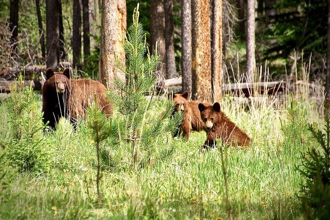 Icefields Parkway Highlights & Secrets | Award-Winning Adventure - Authentic Encounters and Real Traveler Insights