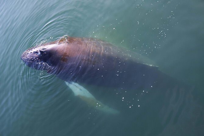 Iceland Super Saver: Northern Lights Cruise plus Whale-Watching Tour from Reykjavik - Who Will Love This Tour?