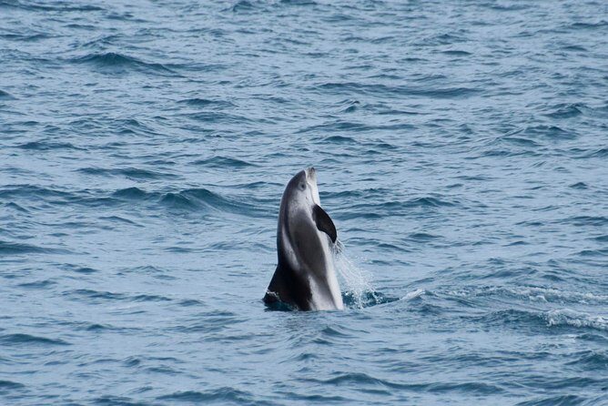 Iceland Super Saver: Northern Lights Cruise plus Whale-Watching Tour from Reykjavik - Final Thoughts