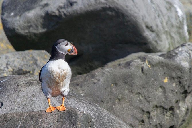 Iceland Super Saver: Puffin Cruise plus Whale-Watching Tour from Reykjavik - A Close Look at the Iceland Super Saver: Puffin and Whale Tours