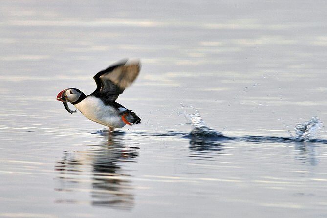 Iceland Super Saver: Puffin Cruise plus Whale-Watching Tour from Reykjavik - Who Should Consider This Tour?