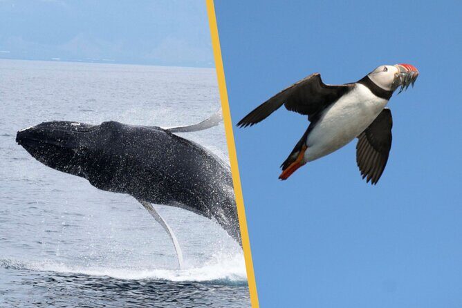 Iceland Super Saver: Puffin Cruise plus Whale-Watching Tour from Reykjavik - FAQ