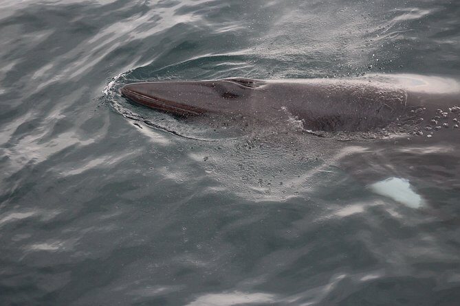 Icelandic Horse Riding and Whale Watching Cruise from Reykjavík - Key Points