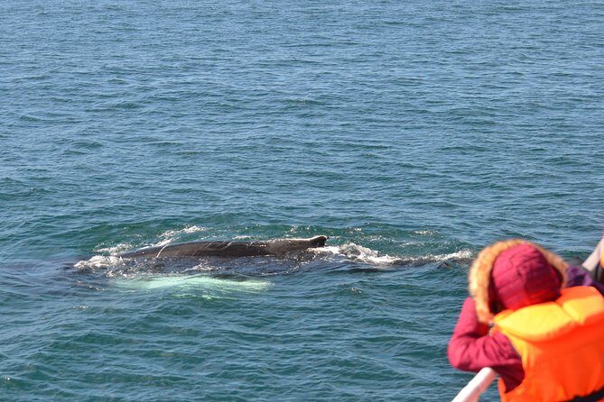 Icelandic Horse Riding and Whale Watching Cruise from Reykjavík - Who Is This Tour Best Suited For?