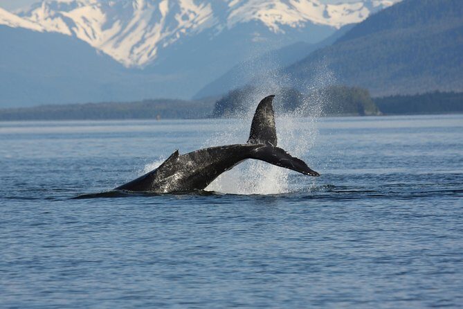 Icelandic Horse Riding and Whale Watching Cruise from Reykjavík - The Sum Up