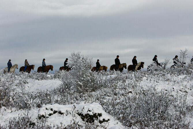 Icelandic Horse Riding and Whale Watching Tour from Reykjavik - A Deep Dive into the Experience