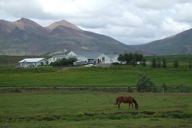 Icelandic Horseback Riding Tour Including Pick Up from Reykjavik - An In-Depth Look at the Icelandic Horseback Riding Tour