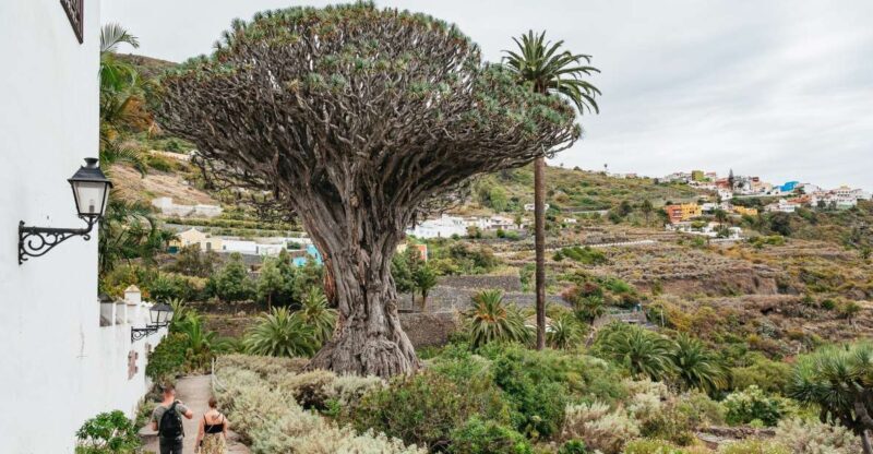 Icod de los Vinos: Dragon Tree & Botanical Garden Ticket - The Experience in Detail