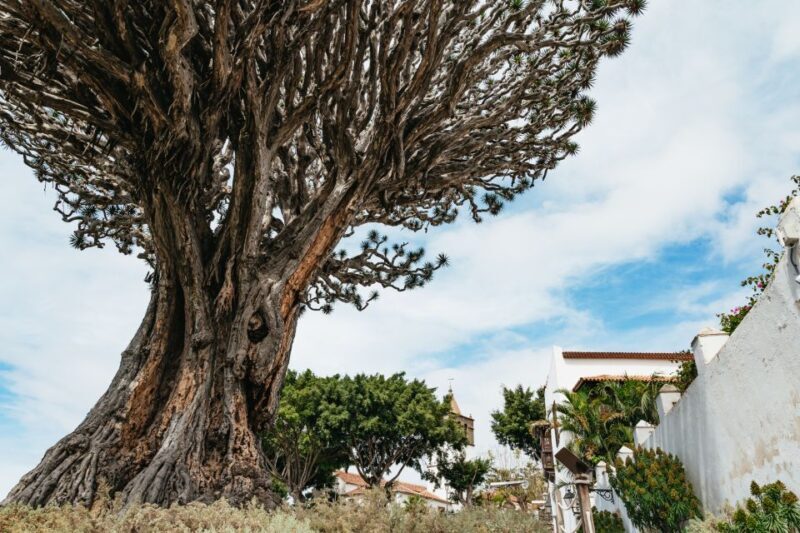 Icod de los Vinos: Dragon Tree & Botanical Garden Ticket - The Sum Up