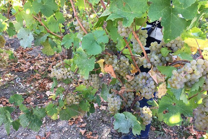 ICONICS Tour: 1/2 day on the Wine Route, visit of 2 Villages + Tasting. - A closer look at what makes this tour a standout