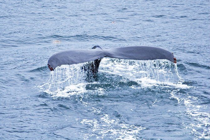 Icy Strait Shore Excursion: Whale Watching Adventure Tour - A Detailed Look at the Whale Watching Adventure