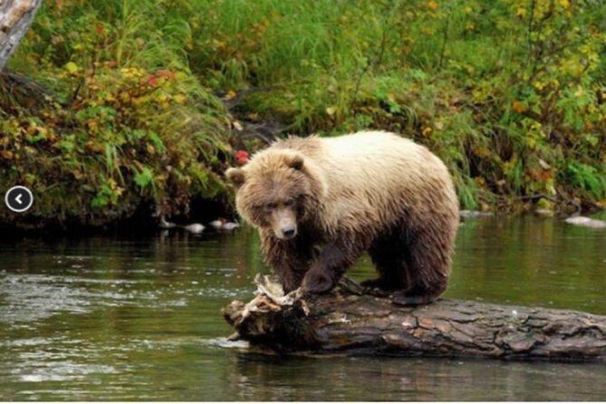 Icy Strait Small Group Shore Excursion: We're going on a bear hunt! - What the Tour Offers
