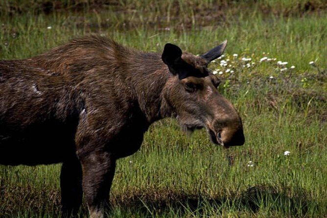 Icy Strait Small Group Shore Excursion: We're going on a bear hunt! - Price and Its Value