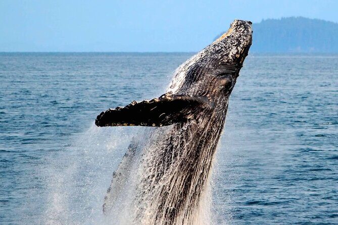 Icy Strait Whale & Wildlife Endeavor - A Detailed Look at the Icy Strait Whale & Wildlife Tour