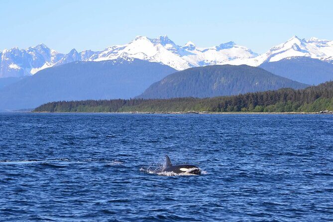 Icy Strait Whale & Wildlife Endeavor - Frequently Asked Questions