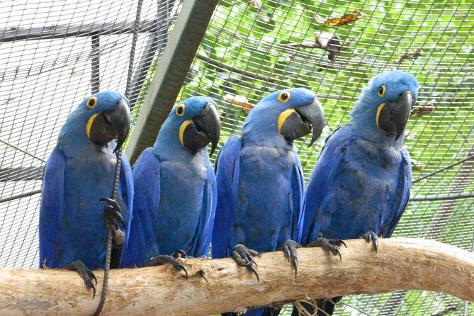 Iguassu Falls Brazilian Side & Bird Park & Macuco - Exclusive Gran Meliá Iguazú - Final Thoughts