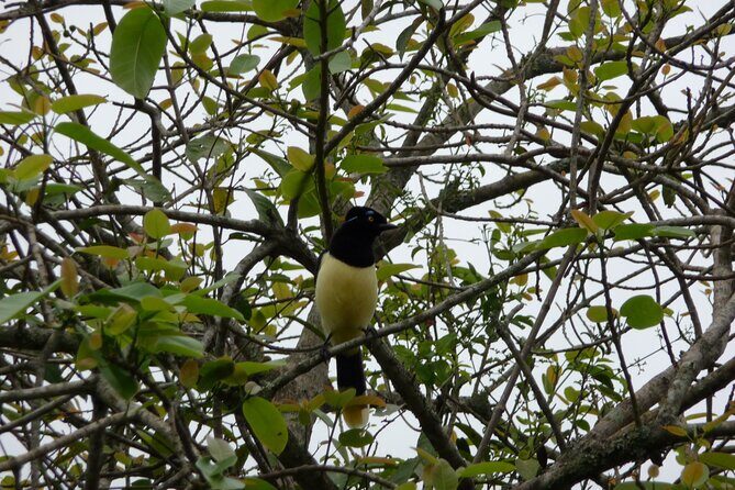 Iguazu Expeditions Morning Birdwatching - Who Should Consider This Tour?