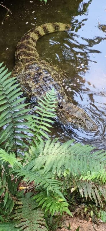 Iguazu Falls: 2-Day Combo to Argentine/Brazilian/Bird Park - Iguazu Falls: 2-Day Combo to Argentine/Brazilian/Bird Park