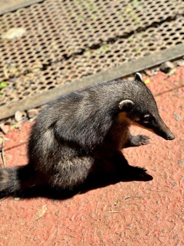 Iguazu Falls: 2-Day Combo to Argentine/Brazilian/Bird Park - Budgeting & Practical Considerations