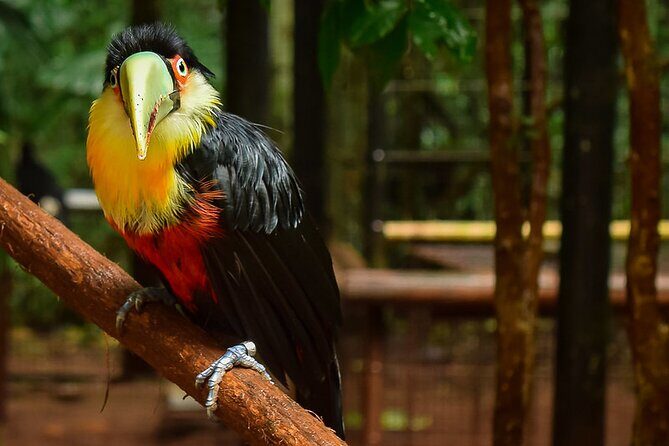 Iguazu Falls Full Day Tour Argentine Side With Optional Brazilian Falls - Frequently Asked Questions