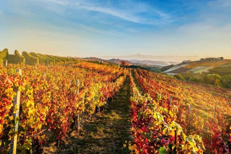 Il Monsù: A Journey through Nebbiolo, Barbaresco, and Barolo - Key Points