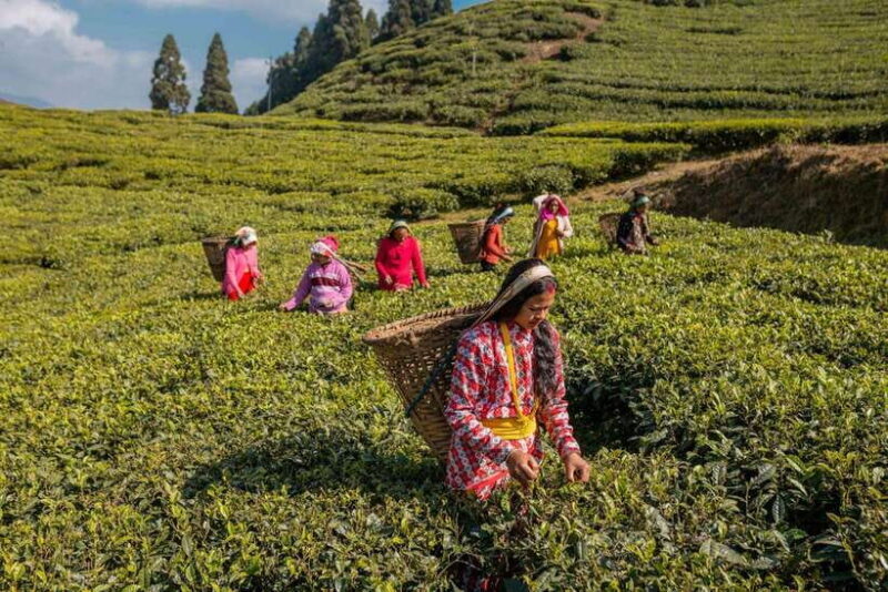Ilam: 7-Day Luxury Tea Garden Stay in Illam - A Closer Look at the 7-Day Luxury Tea Garden Stay in Ilam