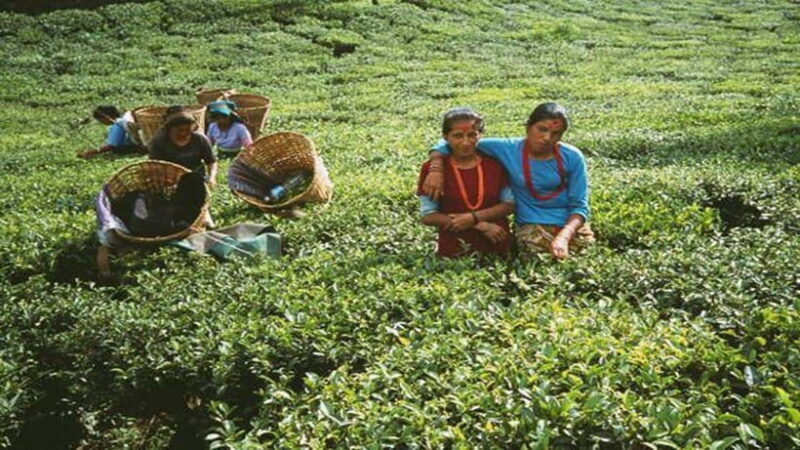 Ilam: 7-Day Luxury Tea Garden Stay in Illam - Frequently Asked Questions