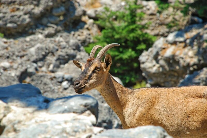 IMBROS GORGE hiking trip from CHANIA - Deep Dive into the Experience