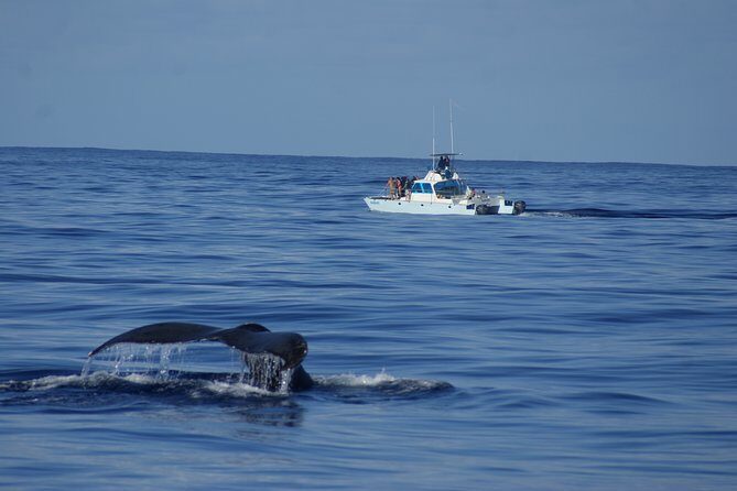 'Imiloa Express Whale Watch and Cocktail Tour - Discovering the Experience: An In-Depth Look