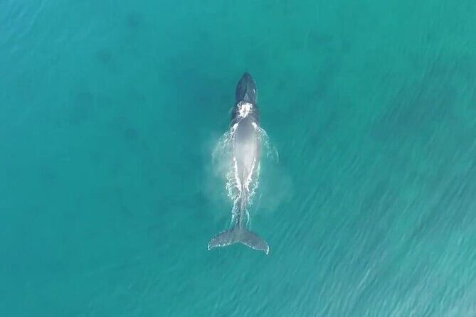 'Imiloa Express Whale Watch and Cocktail Tour - The Rich Details: What Makes It Stand Out